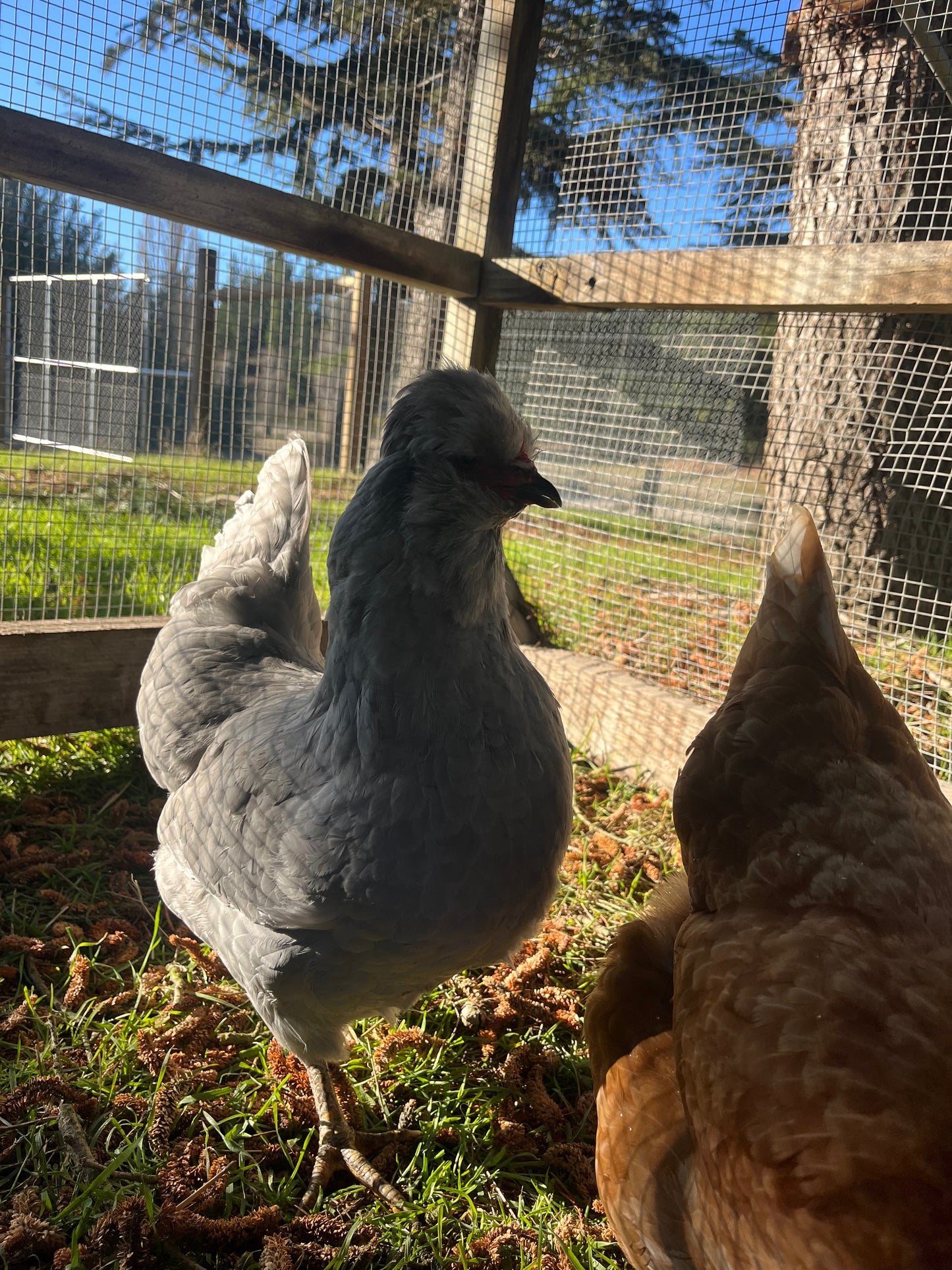 Lavender Araucana, Point of Lay Pullet