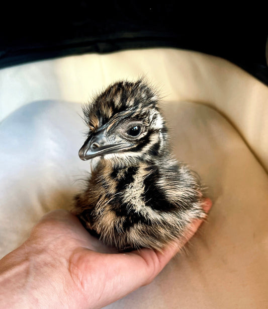 Emu, Newly Hatched Chick