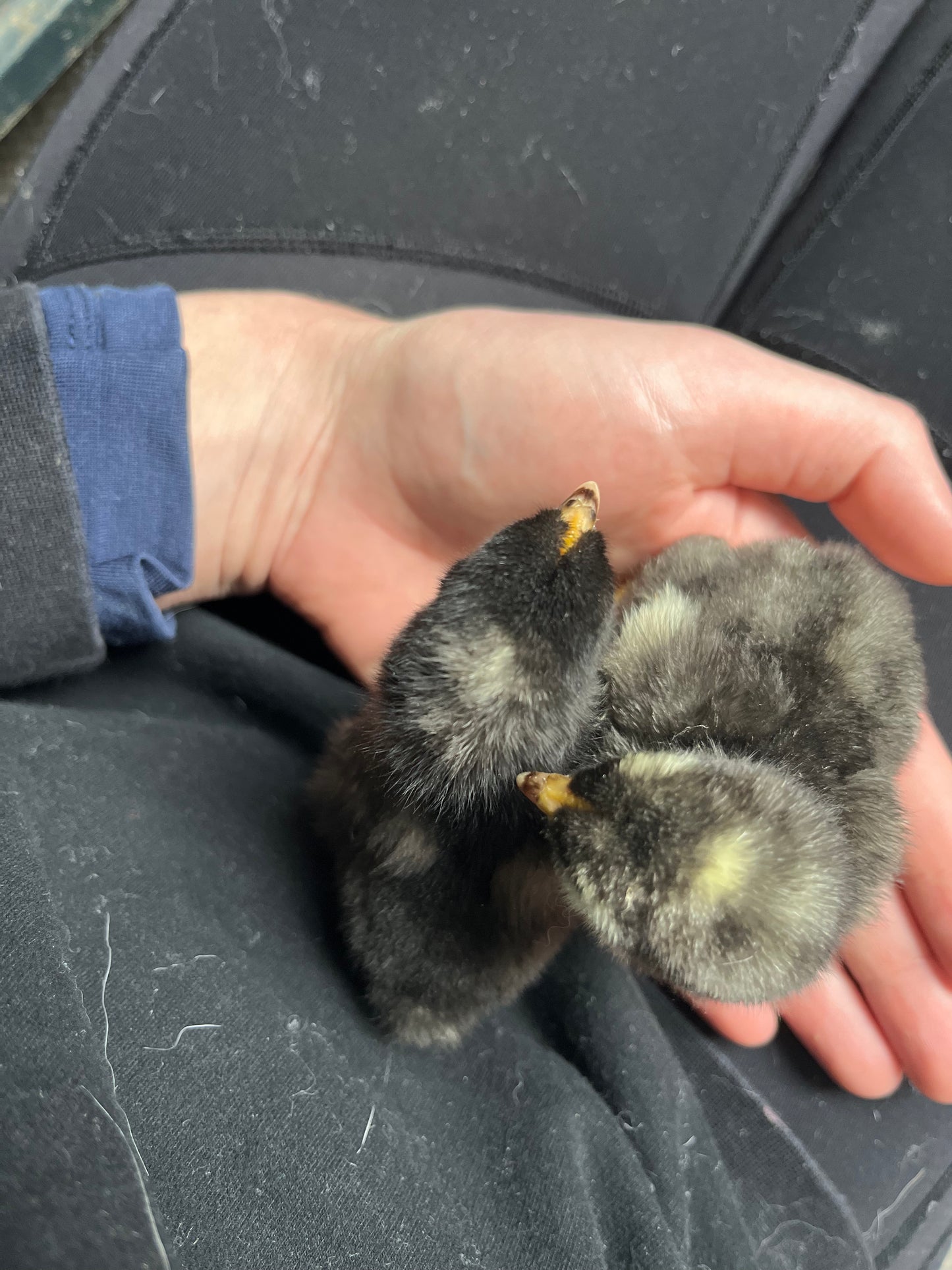 Barred Rock, Day Old Chick