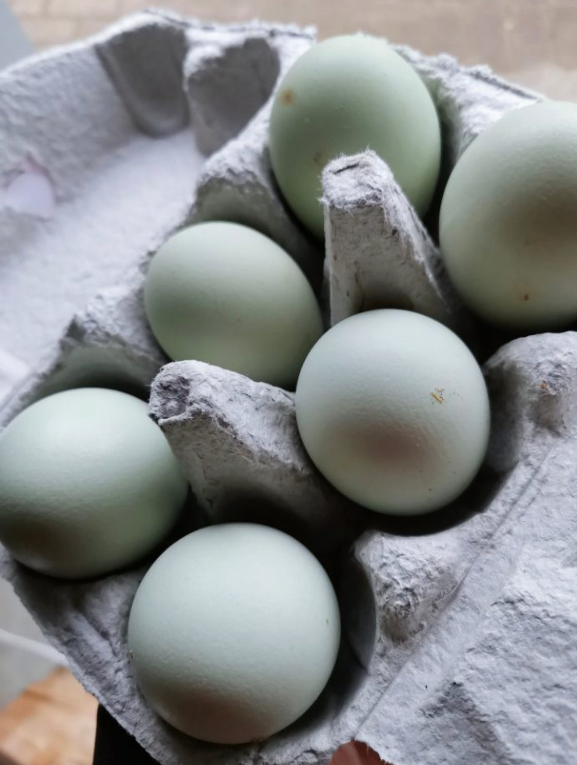 Lavender Araucana, Hatching Egg