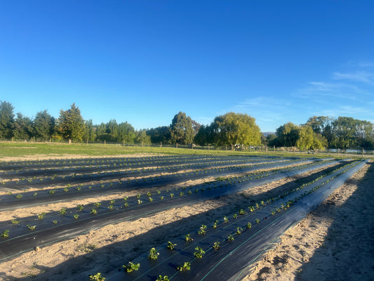 Albion Strawberry Plug Plant