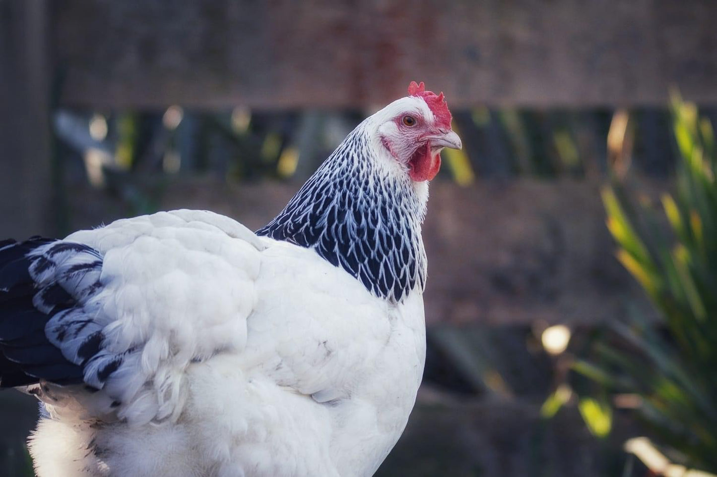 Light Sussex, Point of Lay Pullet