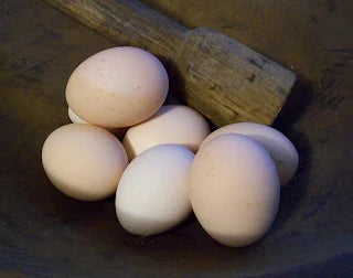 Orpington, Hatching Egg (Blue, Black, Splash)
