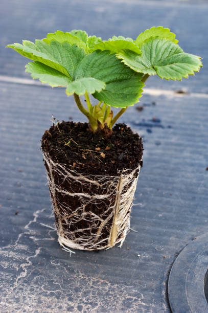 Albion Strawberry Plug Plant