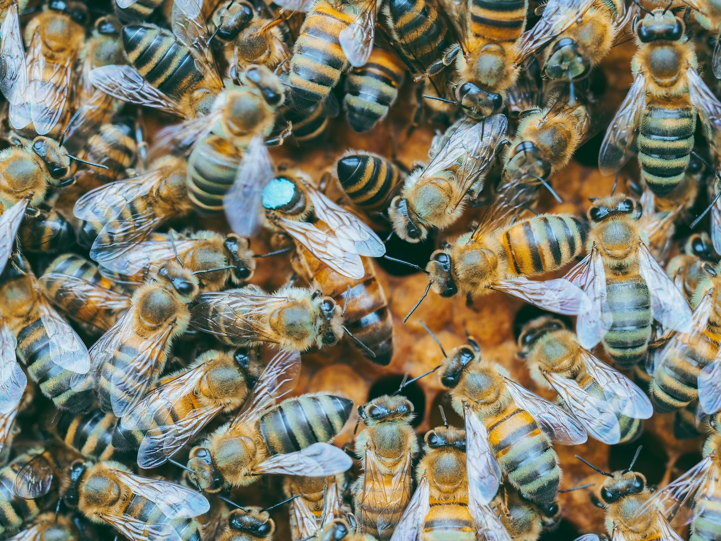 Mated Queens
