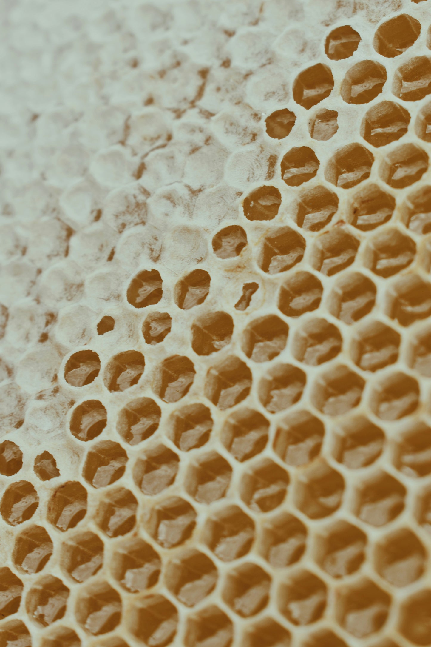 Tree Range Comb Honey