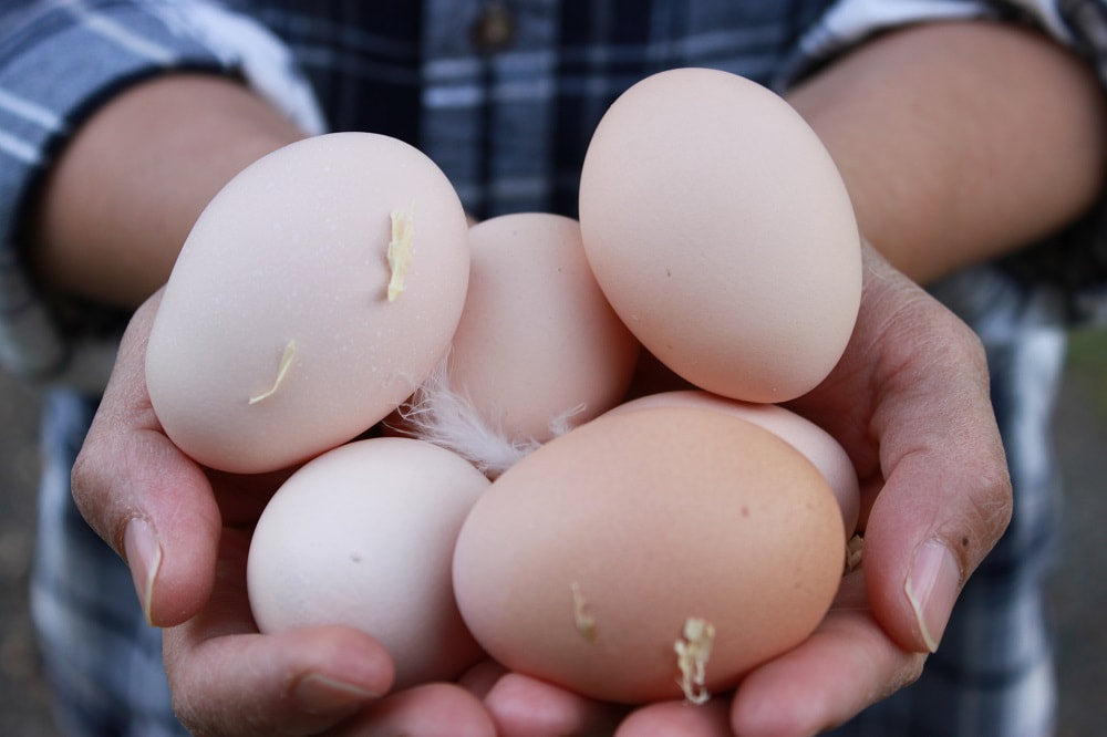 Light Sussex, Hatching Egg