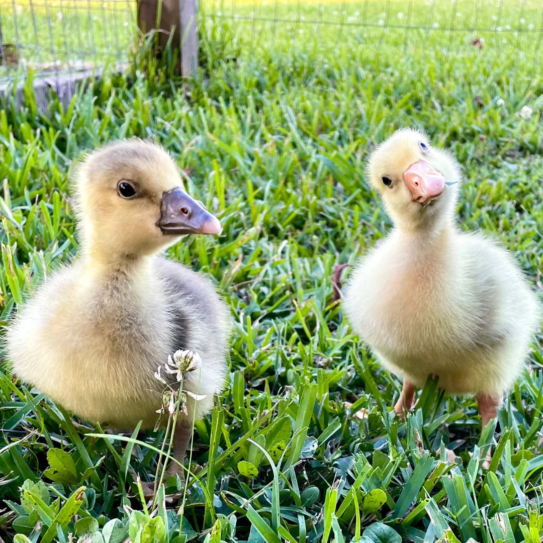 Sebastopol Geese, Gosling
