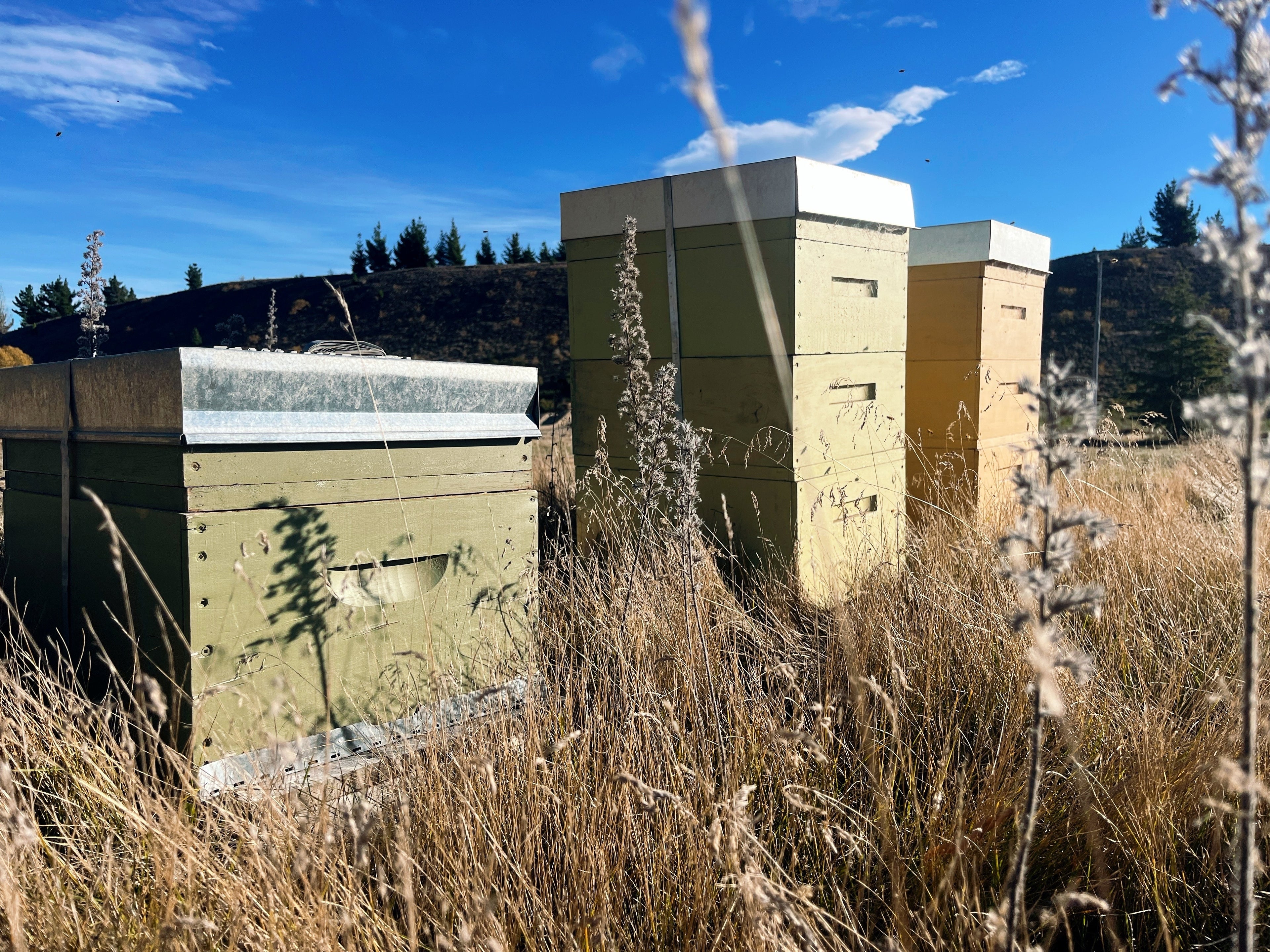 Three beehives in a grassy paddock at Tree Range Farms, supporting pollination and honey production